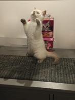 Purebred Britse korthaar kitten, Kater, Ontwormd