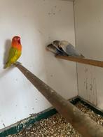 1 fischerie pop D groene opaline Dilute split blauw, Vrouwelijk, Dwergpapegaai of Agapornis, Geringd