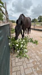 Plek vrij op Equi Habitat, Dieren en Toebehoren, Stalling en Weidegang, Weidegang