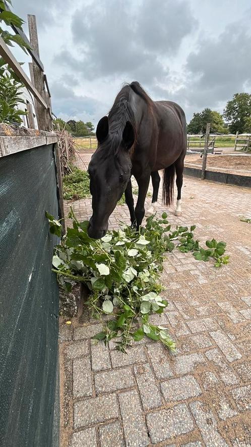 Plek vrij op Equi Habitat, Dieren en Toebehoren, Stalling en Weidegang, Weidegang