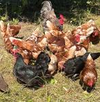 Broed toom australorp, Dieren en Toebehoren, Pluimvee, Meerdere dieren, Kip
