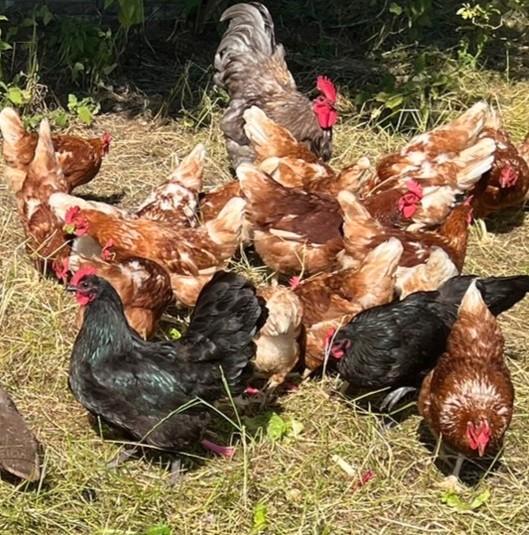 Broed toom australorp, Dieren en Toebehoren, Pluimvee, Kip, Meerdere dieren
