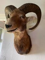 Moeflon, opgezet, preparaat, taxidermie, hoorns, Ophalen of Verzenden, Gebruikt, Wild dier, Opgezet dier