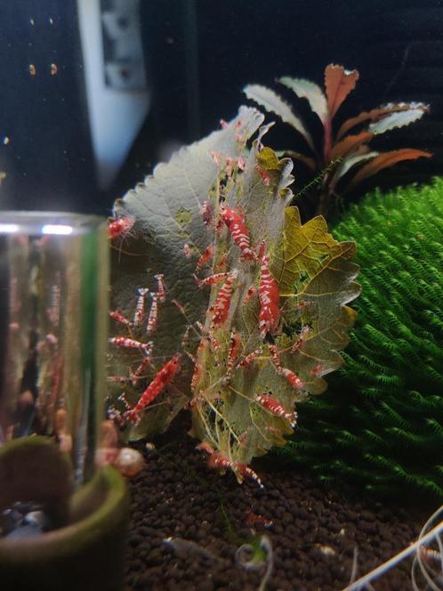Phoenix aquarium mos (Fissidens fontanus) – Fijn Mos, Dieren en Toebehoren, Vissen | Aquaria en Toebehoren, Nieuw, Plant(en), Steen of Hout