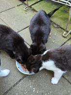 Gratis 3 zwart/witte kittens af te halen., Dieren en Toebehoren, Meerdere dieren