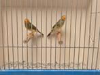 Koppel Geelmasker Binzenastrildes, Dieren en Toebehoren, Meerdere dieren, Tropenvogel