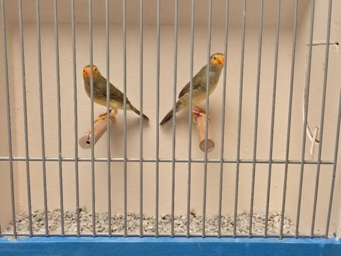 Koppel Geelmasker Binzenastrildes, Dieren en Toebehoren, Vogels | Overige Vogels, Tropenvogel, Meerdere dieren