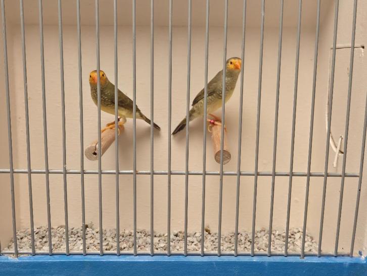 Koppel Geelmasker Binzenastrildes, Dieren en Toebehoren, Vogels | Overige Vogels, Tropenvogel, Meerdere dieren