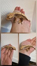 0.0.1 Correlophus C. Wimpergekko Harlequin 10 gram, Dieren en Toebehoren, Reptielen en Amfibieën, Hagedis, 0 tot 2 jaar