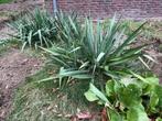 3x Yucca filamentosa - Prachtige Vaste Planten, Tuin en Terras, Planten | Tuinplanten, Volle zon, Vaste plant, Zomer, Ophalen
