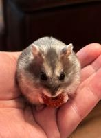 Grijs dwerghamster, September, Mannelijk, Hamster