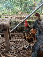 Serama haan van april 2025, Dieren en Toebehoren, Pluimvee, Mannelijk, Kip
