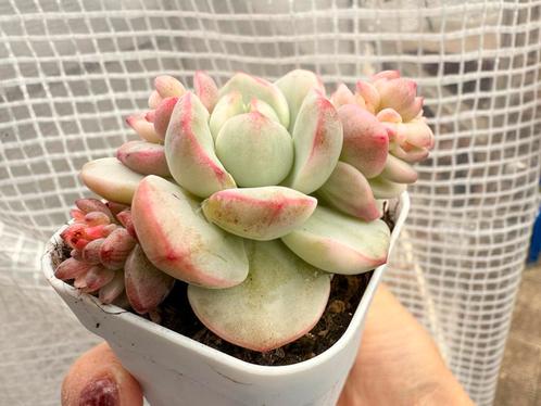 Sedeveria Pudgy variegated/6cm/vetplant/succulent/Echeveria, Huis en Inrichting, Kamerplanten, Minder dan 100 cm, Ophalen of Verzenden