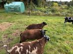 Ram, Dekram schaap te koop, Dieren en Toebehoren, Schapen, Geiten en Varkens, Mannelijk, Schaap, 0 tot 2 jaar