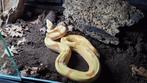 BOA imperator 0.1 Sunglow jungle sharp, Dieren en Toebehoren, Slang, 0 tot 2 jaar