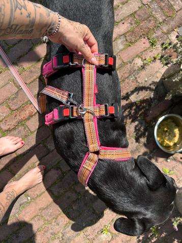Honden anti-ontsnapping tuig beschikbaar voor biedingen