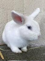Super lief konijntje, Dieren en Toebehoren, Konijnen, Vrouwelijk