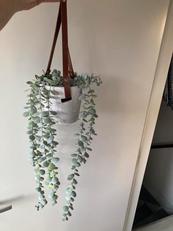 Hele mooie kunst plant met hangpot beschikbaar voor biedingen