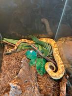 Ball Python Super Enchi Calico YB Fire, Dieren en Toebehoren, Reptielen en Amfibieën, Slang, Tam, 0 tot 2 jaar