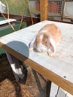 Minilop baby's, Dieren en Toebehoren, Meerdere dieren, Dwerg