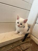 Boerderij kittens, Dieren en Toebehoren, Katten en Kittens | Overige Katten