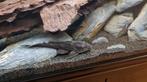 Algeneter gratis 20cm, Dieren en Toebehoren, Vissen | Aquariumvissen, Vis