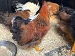 Welsumer haan Groot ras, Dieren en Toebehoren, Pluimvee, Mannelijk, Kip