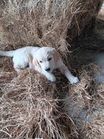 Golden reriever pup, Golden retriever, Reu, Eén hond, Nederland