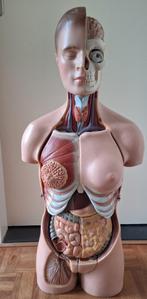 somso torso, Ophalen