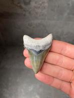Bone valley megalodon haaientand 6.3 centimeter, Verzamelen, Mineralen en Fossielen, Ophalen of Verzenden, Fossiel
