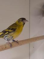 1-2 Europese sijs, Dieren en Toebehoren, Vogels | Overige Vogels, Meerdere dieren, Wildzangvogel, Geringd