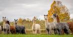 Drachtige Alpaca merries, Grijs, Bont, Appaloosa & Zwart!, Juni, Vrouwelijk