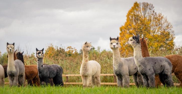 Drachtige Alpaca merries, Grijs, Bont, Appaloosa & Zwart!, Dieren en Toebehoren, Overige Dieren, Vrouwelijk, Juni