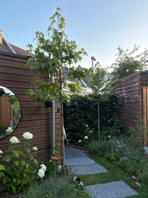 2x Amberboom (Liquidambar Styraciflua) – ca. 3 meter hoog, Tuin en Terras, Planten | Bomen, Overige soorten, Volle zon, Ophalen