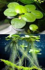 Amazone kikkerbeet (aquariumplant, drijfplant), Ophalen, Zo goed als nieuw, Plant(en), Steen of Hout
