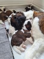 Super leuke raszuivere Sint Bernard pups te koop, Dieren en Toebehoren, Honden | Chihuahua's en Gezelschapshonden, Overige rassen