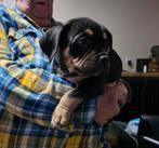 American bully pocket pup pups met stamboom  (mogen mee), Dieren en Toebehoren, 8 tot 15 weken, Meerdere, Meerdere dieren, Nederland