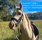 Bomproof 7 jarige Welsh spring, L dressuur en cross ponyruin, Dieren en Toebehoren, Gechipt, Ruin, Dressuurpony, 7 tot 10 jaar