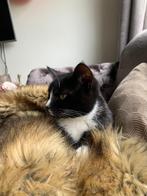 Poes, Poes, Kortharig, 3 tot 5 jaar