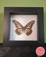 Ideopsis juventa vlinder – dromerige vleugels van licht, Ophalen of Verzenden, Zo goed als nieuw, Insect, Opgezet dier