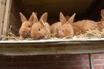 jonge thrianta konijnen, Dieren en Toebehoren, Konijnen, Meerdere dieren, Middelgroot, 0 tot 2 jaar