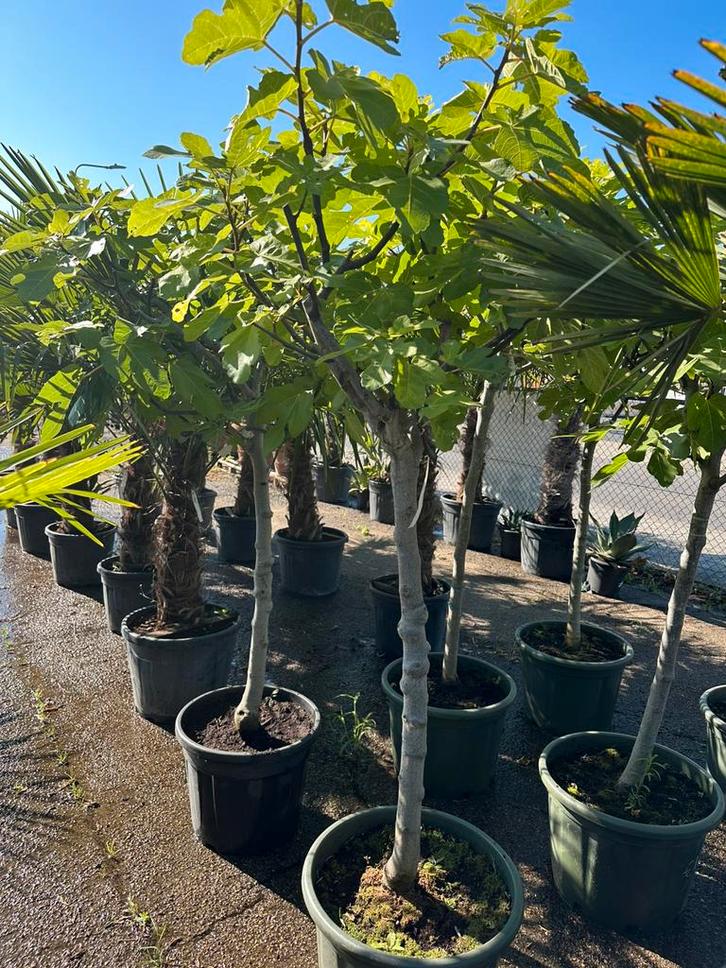 Vijgenbomen vijgenboom vijg (4 stuks), Tuin en Terras, Planten | Bomen, Overige soorten, 100 tot 250 cm, Volle zon, Bloeit niet