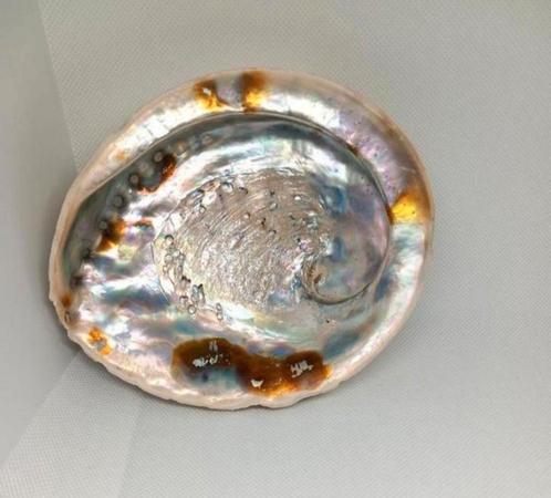 Abalone schelp ( Zeeoor), Verzamelen, Mineralen en Fossielen, Schelp(en), Ophalen of Verzenden