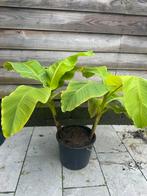 Bananenplanten, Tuin en Terras, Planten | Tuinplanten, Ophalen, Overige soorten, Volle zon