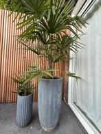 Winterharde palm in grijze pot, Ophalen of Verzenden, Bloeit niet, Overige soorten, Volle zon