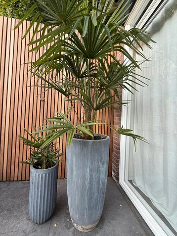 Winterharde palm in grijze pot beschikbaar voor biedingen