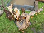 Jonge Loopeenden, Dieren en Toebehoren, Pluimvee, Meerdere dieren, Eend