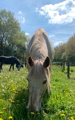 Stalhulp gezocht in Halsteren!, Dieren en Toebehoren