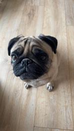 Mopshond - zie omschrijving, 6 jaar of ouder, Teef, Eén hond, Nederland