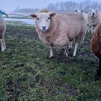 Swifter ooien schaap, Mannelijk, Schaap